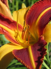 Zbliżenie na kwiat liliowca