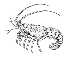 Rock lobster line art illustration in black and white