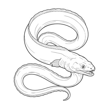 Moray eel line art illustration in black and white