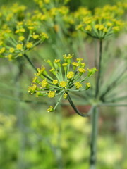Zbliżenie na kwiat kopru