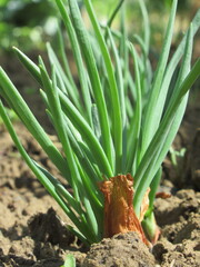 Zbliżenie na młody szczypiorek