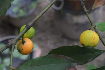 Garcinia intermedia or baraba fruit on tree