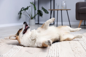 Fototapeta premium Cute Welsh Corgi lying on floor at home