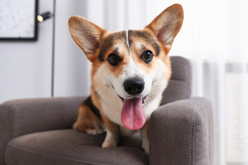 Cute Welsh Corgi on armchair at home