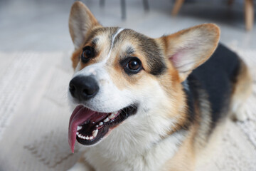 Cute Welsh Corgi on floor at home