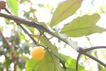 Garcinia intermedia or baraba fruit on tree