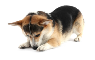 Cute Welsh Corgi on white background. Adorable pet
