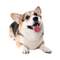 Cute Welsh Corgi on white background. Adorable pet