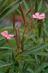 Laurier rose en fleurs