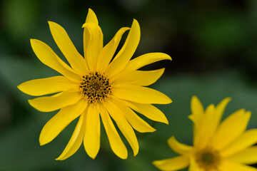 Fleur de topinambour