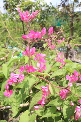 Mexican creeper flower plant on nursery