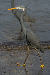 Western Reef Egret or Egretta gularis at Arnala Jetty Maharashtra