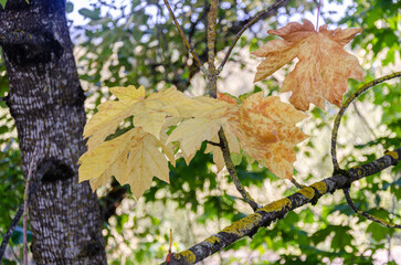 Fresh Maple leaves on a tree - The maple leaves are a symbol of Canada's identity.