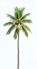 coconut palm tree