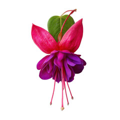 Colorful fuchsia flower with striking petals and vibrant colors against a plain background