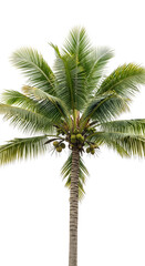 palm tree on white background