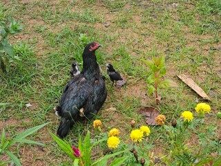 Hen with chick