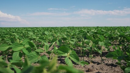 Soybeans are being planted in a field of agriculture. Farm soy soya concept. Sprouts of soybeans on a plantation. Soybeans and sprouts planted in the field of agriculture on lifestyle a plantation.