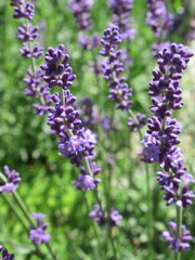 Zbliżenie na kwiaty fioletowej lawendy © Kumulugma