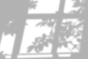Obraz premium Window frame casting leaf shadow on white background.
