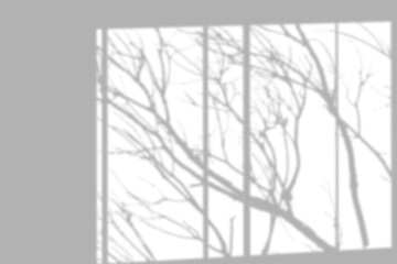 Intricate window shadow play with tree branch silhouette on the wall.