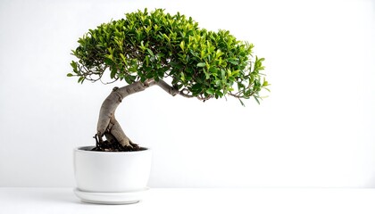 Bonsai tree in white pot against white background