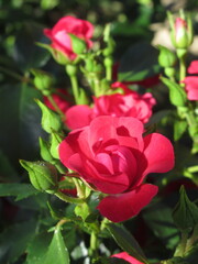 Zbliżenie na kwiaty róży © Kumulugma