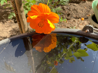 Bright orange flower mirrored in still water, evoking sense of calm and natural harmony