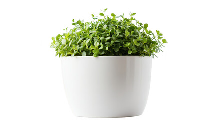 Fototapeta premium A green plant thriving in a sleek white pot. set against a clean background. symbolizing freshness and vitality. ideal for home decor or gardening inspiration