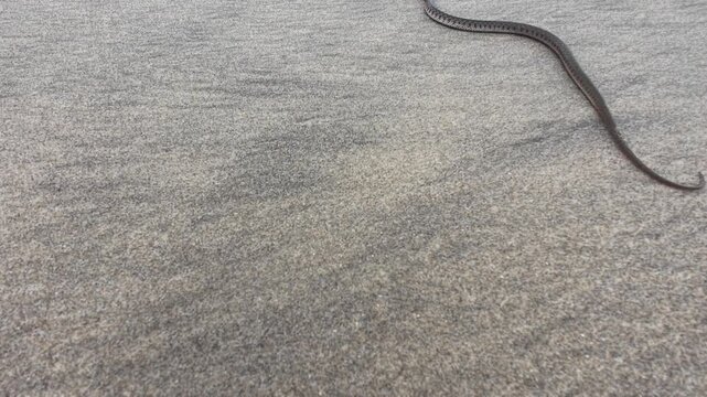 Wildlife on the Shore: The Checked Pattern of a Small Keelback Reptile Captured as it Trudles Near the Beach and Sea Area