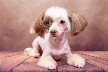 Chinese crested dog close-up on vintage background