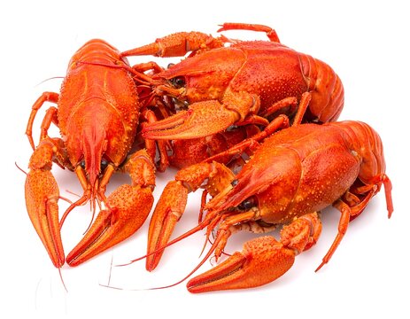 Close-up of cooked crawfish