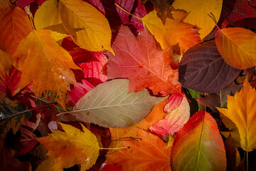 Fototapeta premium Top view of various autumn leaves in yellow, orange, red and brown colors. Rich textures, overlapping patterns, natural light, no copy space, perfect for banners, decor, and seasonal designs