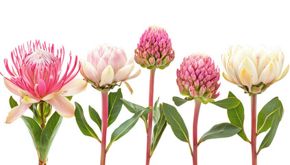 Fototapeta premium A display of various protea flowers their unique colors and forms. set against a clean white background. ideal for use in botanical illustrations or floral design projects