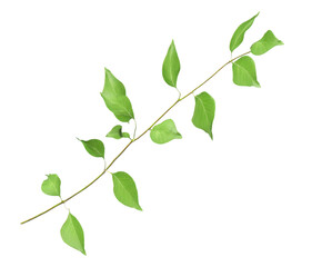 A thin branch with multiple small green leaves twig stem isolated on a transparent background