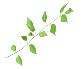 A thin branch with multiple small green leaves twig stem isolated on a transparent background