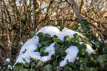 Evergreen ivy covered with freshly fallen white snow in the forest