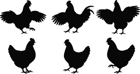 Collection of chicken silhouettes in standing and wing spread poses, farm poultry vector illustration showing animal behavior, posture, and agriculture design