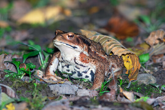 ガマガエル」の写真素材 | 4,381件の無料イラスト画像 | Adobe Stock