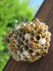 Zbliżenie na grupę os siedzących na budowanym gnieździe
