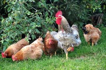 Півень і кури