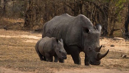 Fototapeta premium rhino in the wild