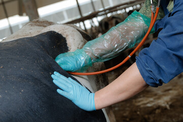Veterinarian caring for dairy cows in barn environment © Parilov