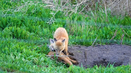 red fox cub