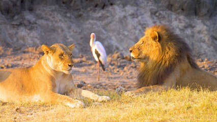 lions in the wild