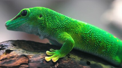 green lizard on a tree