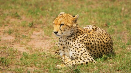 cheetah in the savannah