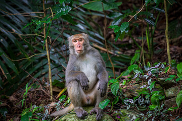 What the Formosan macaque's habitat looks like in the wild