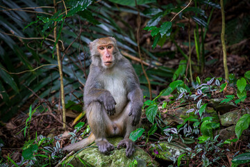 What the Formosan macaque's habitat looks like in the wild