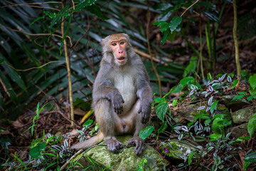 What the Formosan macaque's habitat looks like in the wild